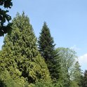 Thuja plicata 'Zebrina' silhouette